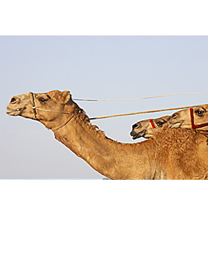 1st Woo / IN SEARCH OF EXPERTS